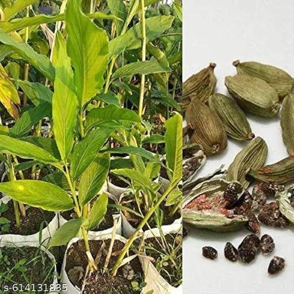 Bong_Nursery_Original_Elaichi_Plant_Cardamom_Plant_Pack_Of_1