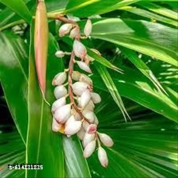 Bong_Nursery_Original_Elaichi_Plant_Cardamom_Plant_Pack_Of_1