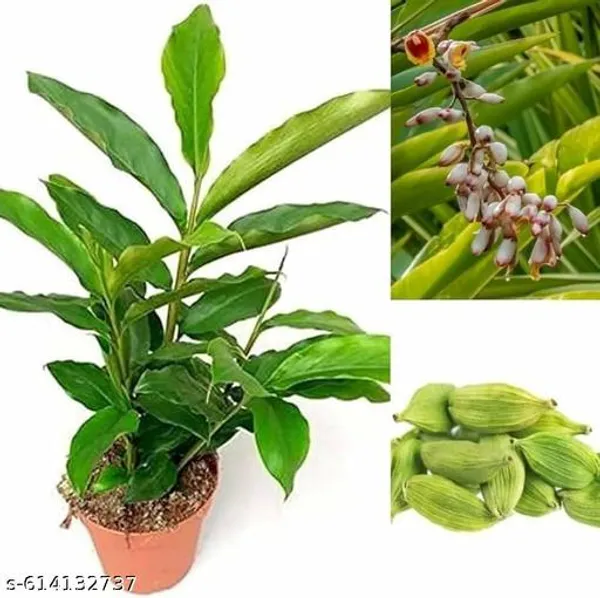 Bong_Nursery_Original_Elaichi_Plant_Cardamom_Plant_Pack_Of_1