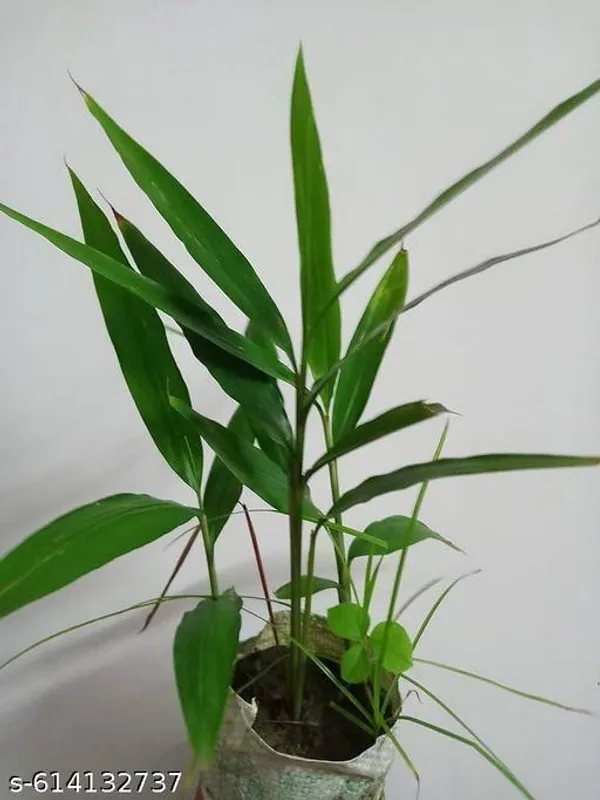 Bong_Nursery_Original_Elaichi_Plant_Cardamom_Plant_Pack_Of_1