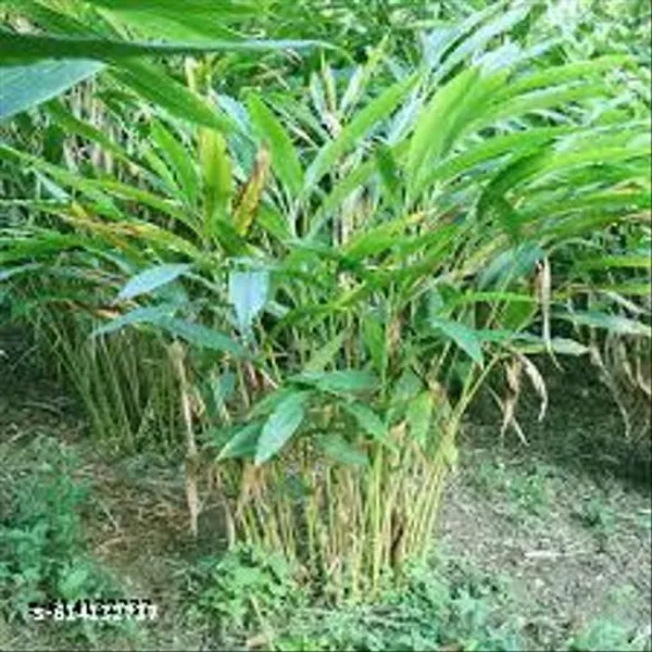 Bong_Nursery_Original_Elaichi_Plant_Cardamom_Plant_Pack_Of_1