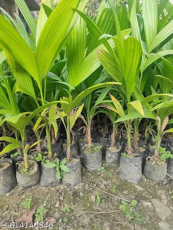 Bong_Nursery_Betel_Nut_Supari_Plant_Pack_Of_1