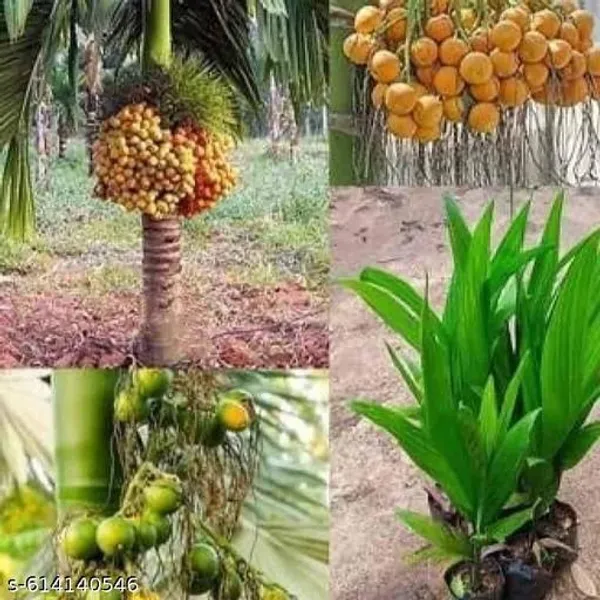 Bong_Nursery_Betel_Nut_Supari_Plant_Pack_Of_1