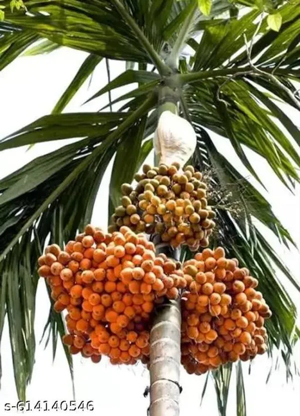 Bong_Nursery_Betel_Nut_Supari_Plant_Pack_Of_1