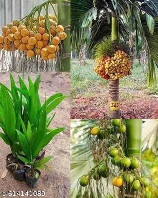Bong_Nursery_Betel_Nut_Supari_Plant_Pack_Of_1