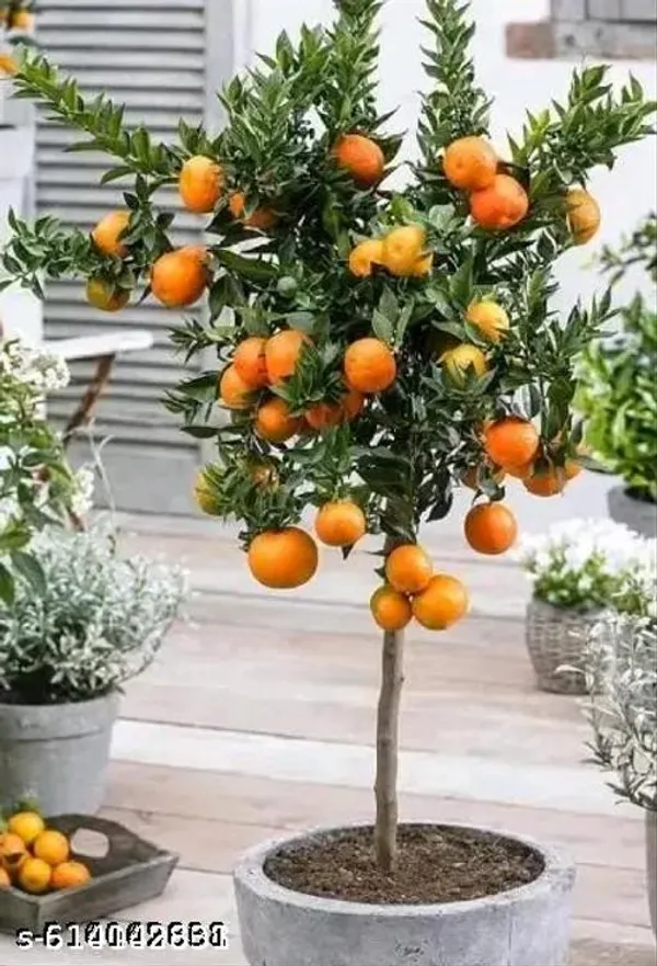 Bong_Nursery_Chinese_Orange_Plant_Pack_Of_1