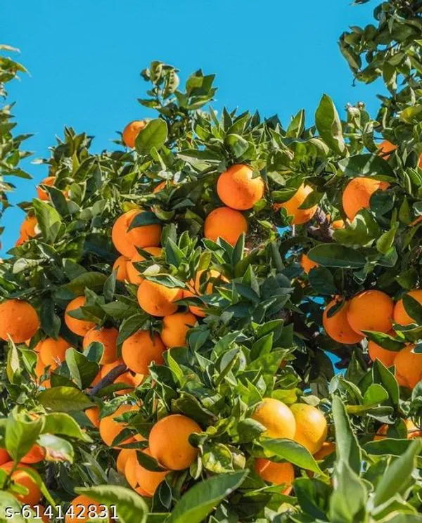 Bong_Nursery_Chinese_Orange_Plant_Pack_Of_1