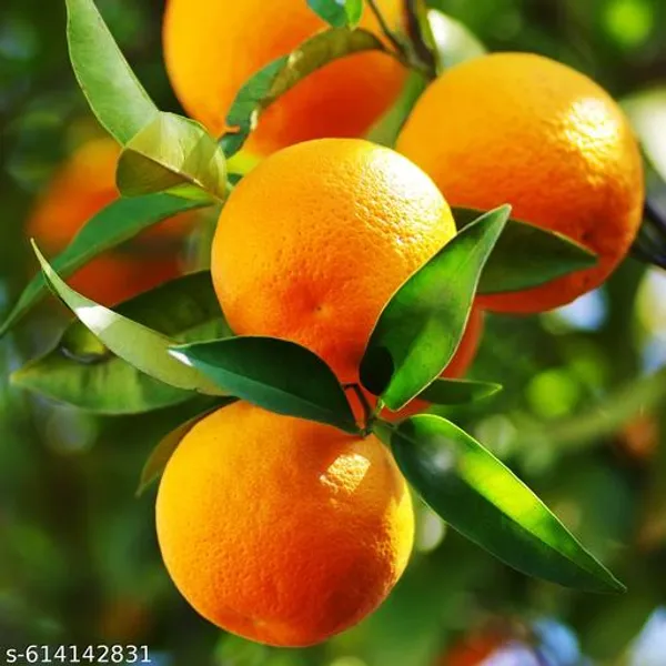 Bong_Nursery_Chinese_Orange_Plant_Pack_Of_1