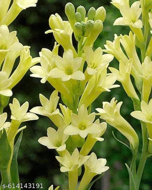 Bong_Nursery_Tuberose_Bulbs_Pack_Of_5
