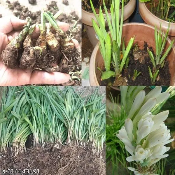 Bong_Nursery_Tuberose_Bulbs_Pack_Of_5