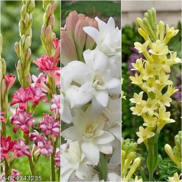 Bong_Nursery_Tuberose_Bulbs_Pack_Of_5