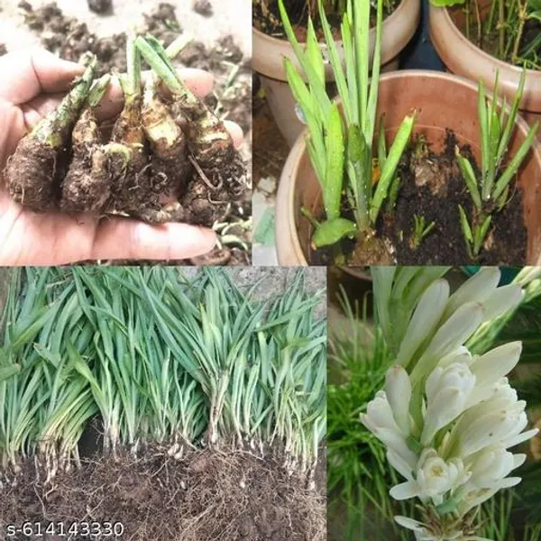 Bong_Nursery_Tuberose_Bulbs_Pack_Of_5