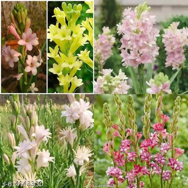 Bong_Nursery_Tuberose_Bulbs_Pack_Of_5