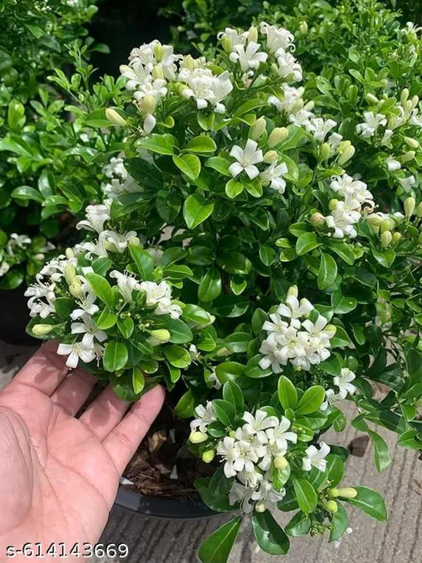 Bong_Madhu_Kamini_Murraya_Paniculata_Live_Flowering_Plant_With_Fragrant_White_Blooms_For_Balcony_Garden_Outdoor_Indoor_Plant_Pack_Of_1