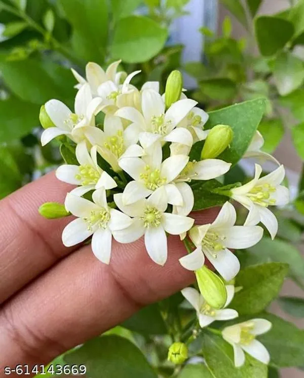 Bong_Madhu_Kamini_Murraya_Paniculata_Live_Flowering_Plant_With_Fragrant_White_Blooms_For_Balcony_Garden_Outdoor_Indoor_Plant_Pack_Of_1