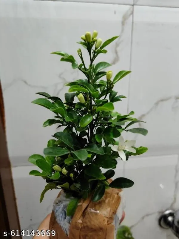 Bong_Madhu_Kamini_Murraya_Paniculata_Live_Flowering_Plant_With_Fragrant_White_Blooms_For_Balcony_Garden_Outdoor_Indoor_Plant_Pack_Of_1