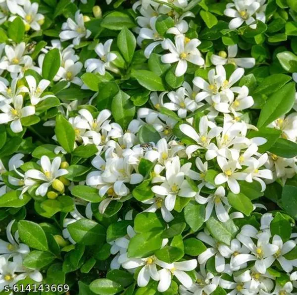 Bong_Madhu_Kamini_Murraya_Paniculata_Live_Flowering_Plant_With_Fragrant_White_Blooms_For_Balcony_Garden_Outdoor_Indoor_Plant_Pack_Of_1
