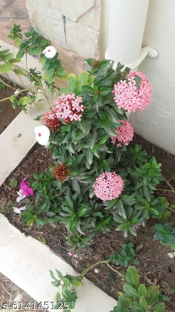 Bong_Nursery_Pink_Ixora_Live_Flower_Plant_Tree_For_Home_Garden_Hybrid_Pack_Of_1