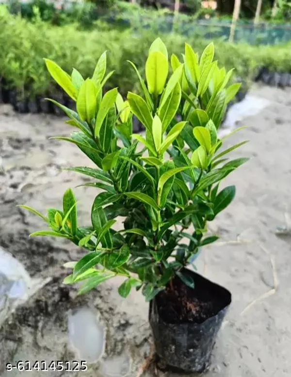 Bong_Nursery_Pink_Ixora_Live_Flower_Plant_Tree_For_Home_Garden_Hybrid_Pack_Of_1