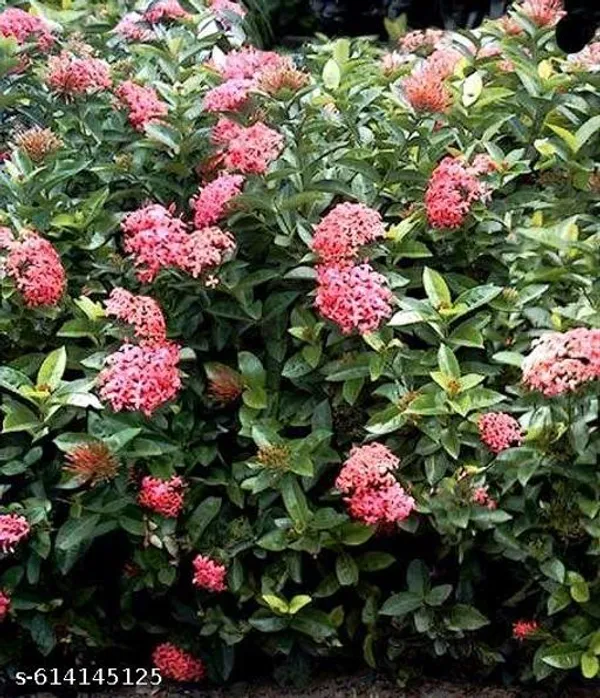 Bong_Nursery_Pink_Ixora_Live_Flower_Plant_Tree_For_Home_Garden_Hybrid_Pack_Of_1