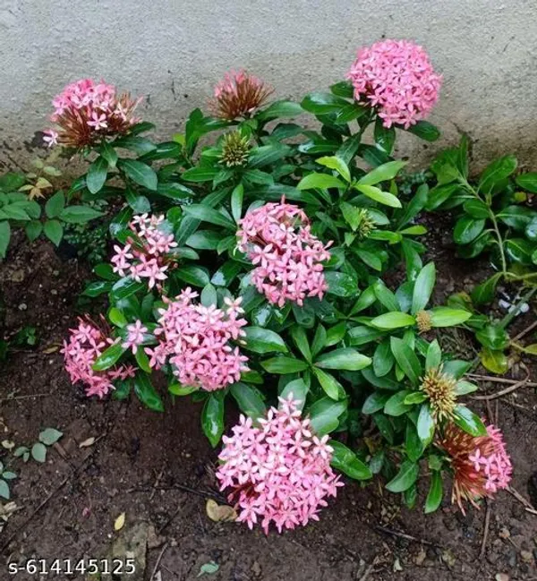 Bong_Nursery_Pink_Ixora_Live_Flower_Plant_Tree_For_Home_Garden_Hybrid_Pack_Of_1