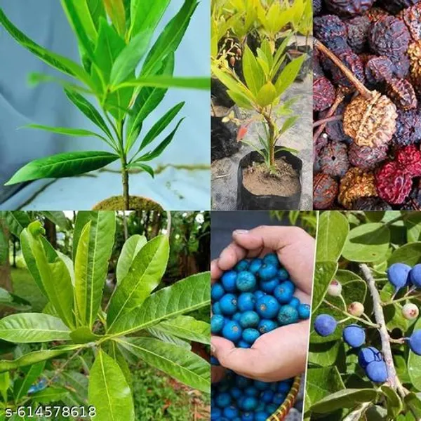 Bong_Nursery_Rudraksha_Panchmukhi_Live_Plant_Pack_Of_1