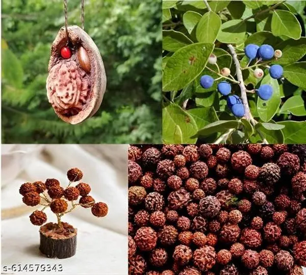 Bong_Nursery_Rudraksha_Panchmukhi_Live_Plant_Pack_Of_1