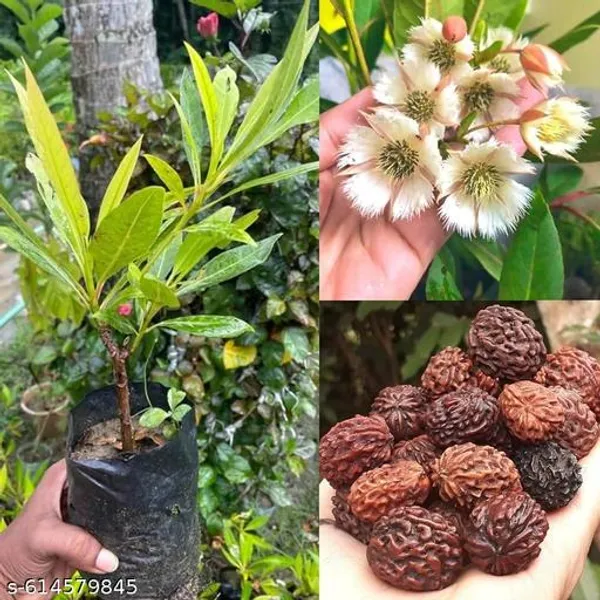 Bong_Nursery_Rudraksha_Panchmukhi_Live_Plant_Pack_Of_1