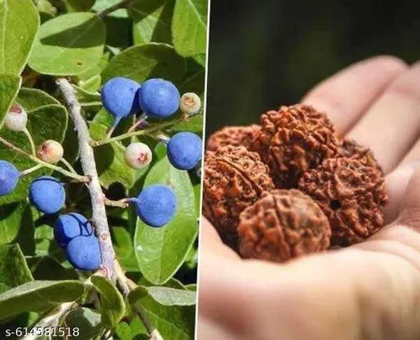 Bong_Nursery_Rudraksha_Panchmukhi_Live_Plant_Pack_Of_1