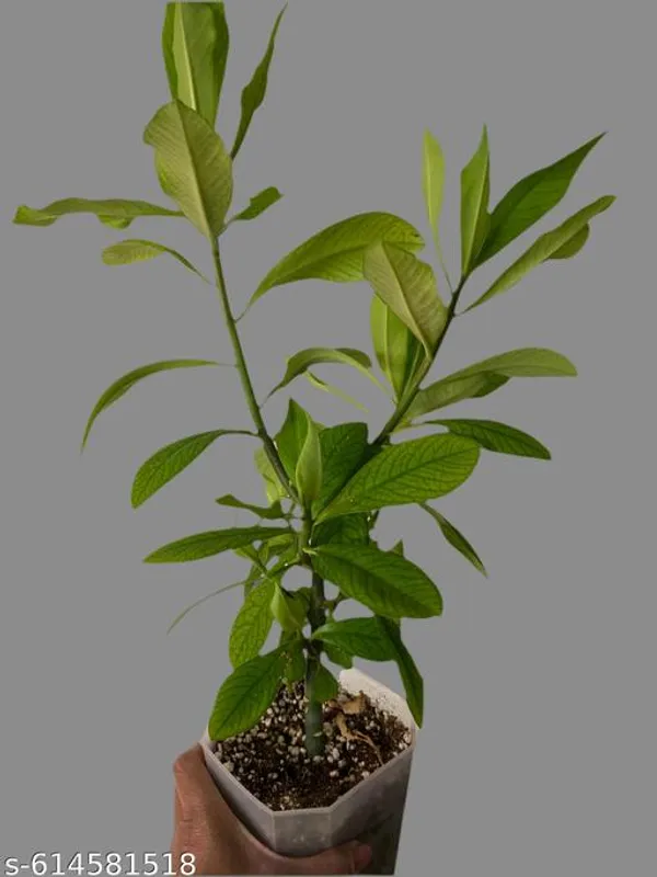 Bong_Nursery_Rudraksha_Panchmukhi_Live_Plant_Pack_Of_1