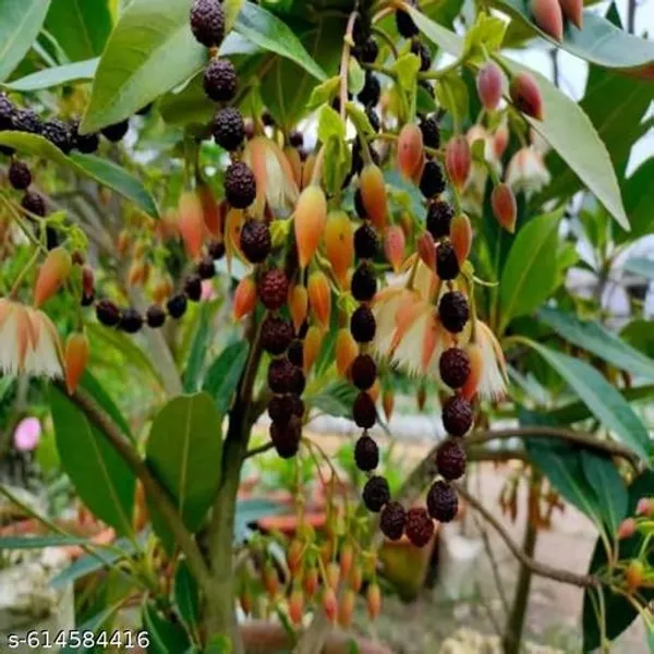 Bong_Nursery_Rudraksha_Panchmukhi_Live_Plant_Pack_Of_1