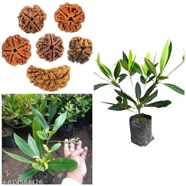 Bong_Nursery_Rudraksha_Panchmukhi_Live_Plant_Pack_Of_1