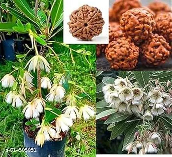 Bong_Nursery_Rudraksha_Panchmukhi_Live_Plant_Pack_Of_1