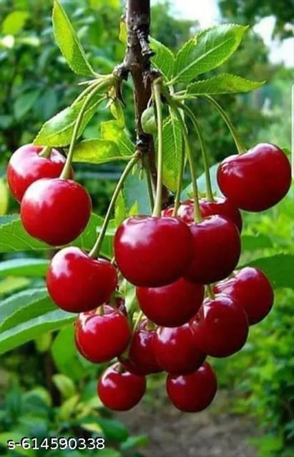 Bong_Nursery_Delicious_Red_Australian_Cherry_Plant_Pack_Of_1