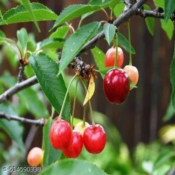 Bong_Nursery_Delicious_Red_Australian_Cherry_Plant_Pack_Of_1