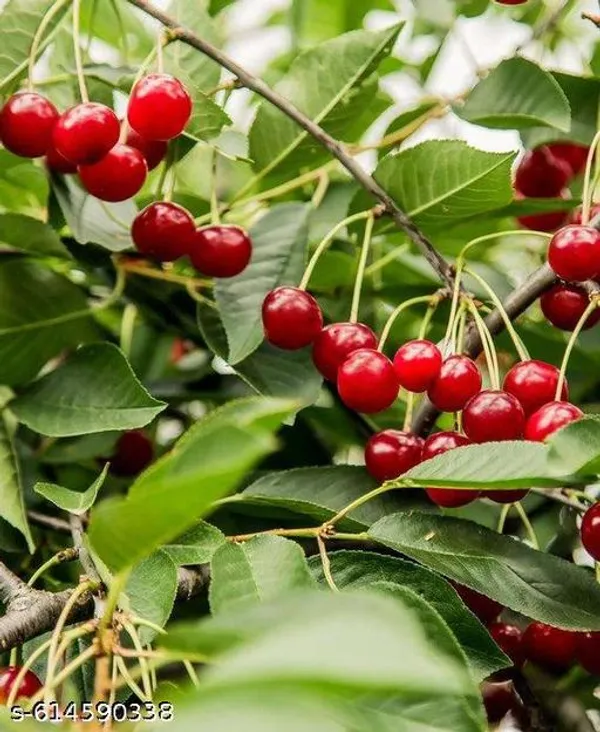 Bong_Nursery_Delicious_Red_Australian_Cherry_Plant_Pack_Of_1