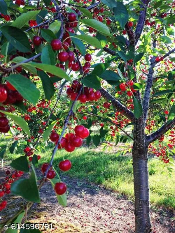 Bong_Nursery_Delicious_Red_Australian_Cherry_Plant_Pack_Of_1
