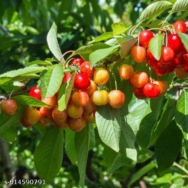 Bong_Nursery_Delicious_Red_Australian_Cherry_Plant_Pack_Of_1