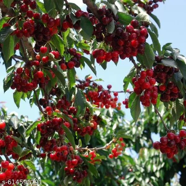 Bong_Nursery_Delicious_Red_Australian_Cherry_Plant_Pack_Of_1