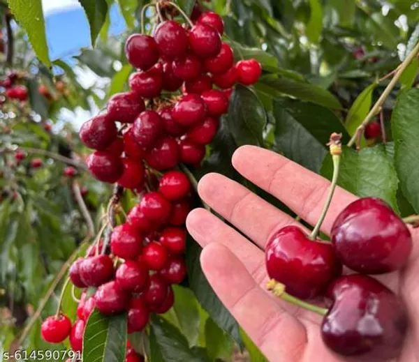 Bong_Nursery_Delicious_Red_Australian_Cherry_Plant_Pack_Of_1