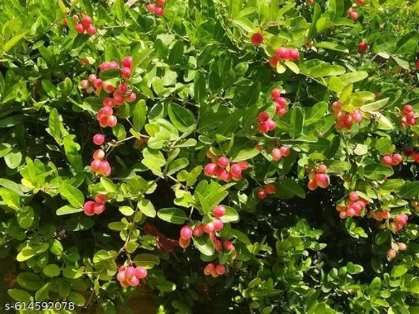 Bong_Nursery_Karonda_Carissa_Carandas_Koromcha_Fruit_Plant_Pack_Of_1
