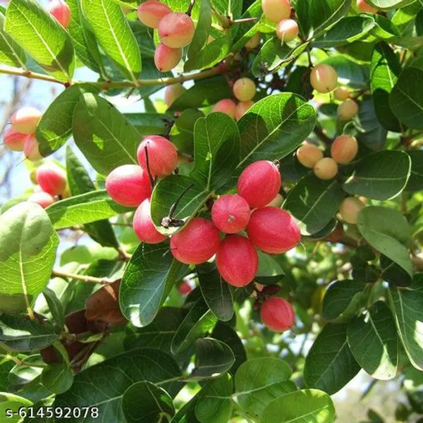 Bong_Nursery_Karonda_Carissa_Carandas_Koromcha_Fruit_Plant_Pack_Of_1
