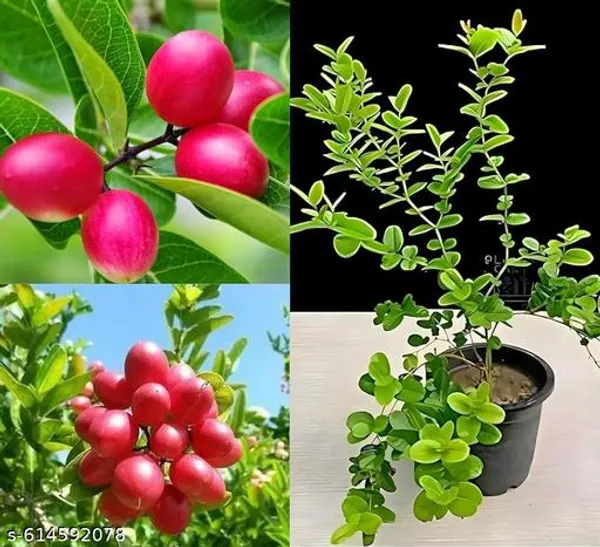 Bong_Nursery_Karonda_Carissa_Carandas_Koromcha_Fruit_Plant_Pack_Of_1