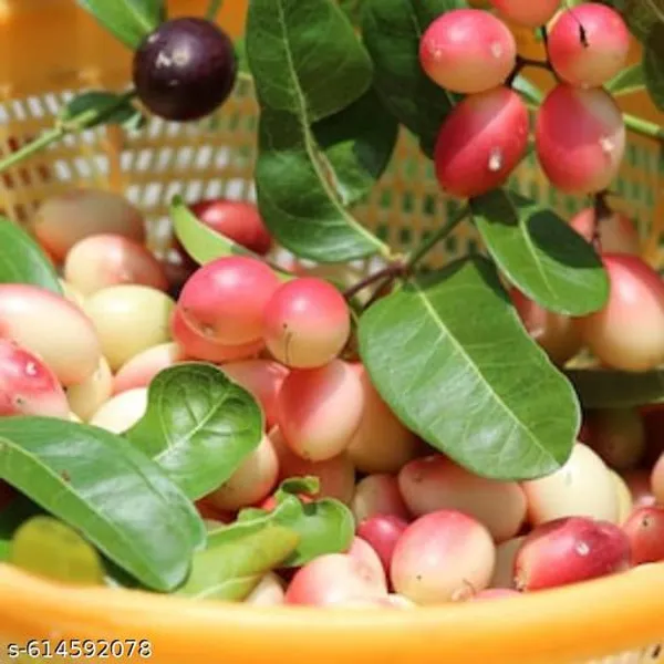 Bong_Nursery_Karonda_Carissa_Carandas_Koromcha_Fruit_Plant_Pack_Of_1