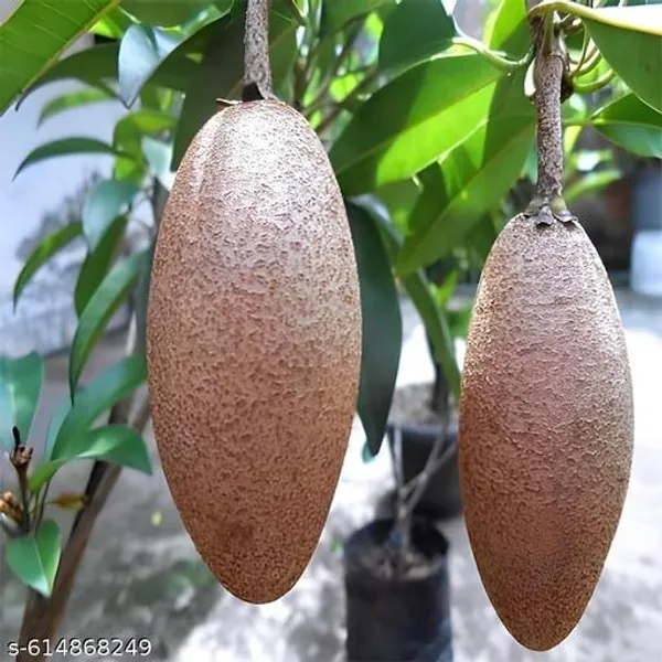 Bong_Nursery_Kalipatti_Chiku_Plant_Pack_Of_1