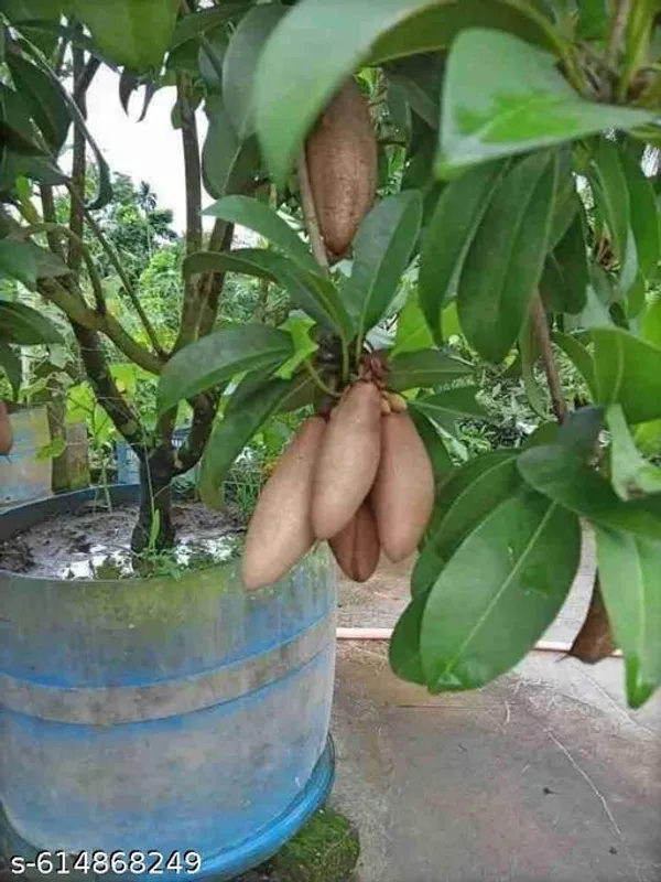 Bong_Nursery_Kalipatti_Chiku_Plant_Pack_Of_1