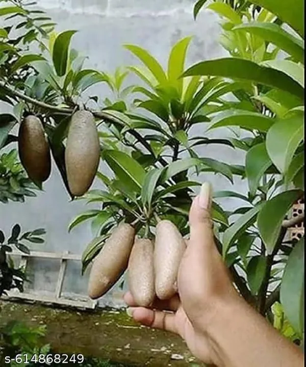 Bong_Nursery_Kalipatti_Chiku_Plant_Pack_Of_1