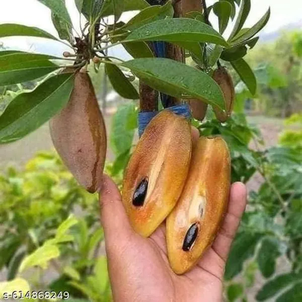 Bong_Nursery_Kalipatti_Chiku_Plant_Pack_Of_1
