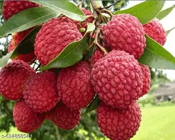 Bong_Nursery_Sweet_Lichi_Live_Plant_Pack_Of_1