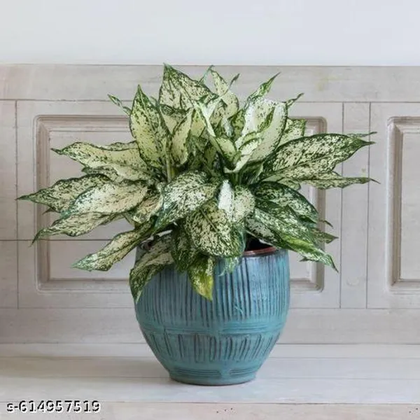 Bong_Nursery_Aglaonema_Snow_White_Indoor_Plant_Pack_Of_1